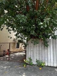Sims Avenue (D14), Terrace #628879661